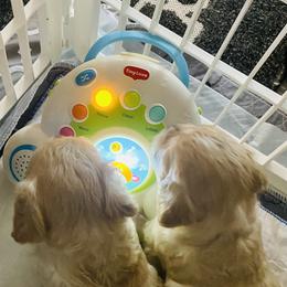 Cavachon Puppies from Clair’s Cavachon’s of Mid Coast Maine