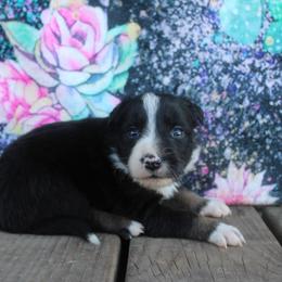 Orion - Tri-color male Border Collie puppy in Parsons, Kansas from Feathered Cactus Farm