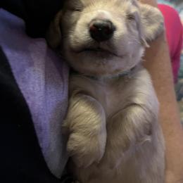 Dachshund Puppies from Dave’s Dachshunds