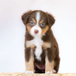 Dachshund and Miniature American Shepherd Puppies from Long Dog Inc.