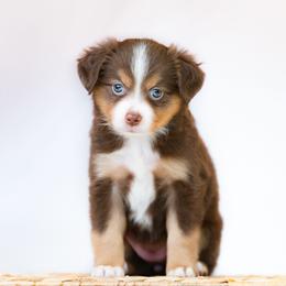 Dachshund and Miniature American Shepherd Puppies from Long Dog Inc.