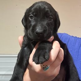Jasmine - Black female Labrador Retriever puppy in Dillwyn, Virginia from Darbytown Labradors