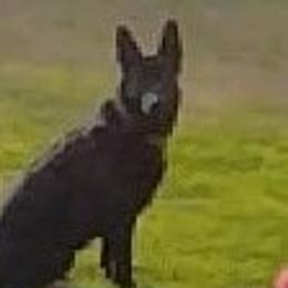 German Shepherds from Your Next Puppy
