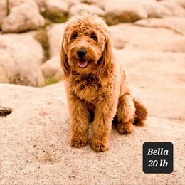 Bella - Goldendoodle