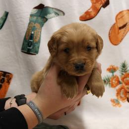 Lasso - Golden female Golden Retriever puppy in New Weston, Ohio from Bertke AKC Golden Retrievers and Bernese Mountain Dogs