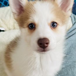 Violet - White Pomsky puppy in Kentwood, Michigan from Pupstar Pomskies
