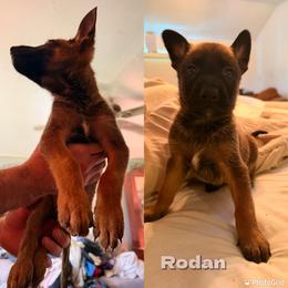 Belgian Malinois Puppies from Iron Ram Working Dogs
