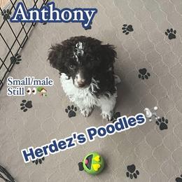 Anthony - Parti male Poodle puppy in Winter Haven, Florida from Herdez’s Poodles