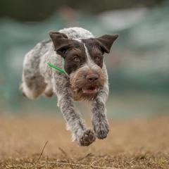 Mercy - German Wirehaired Pointer