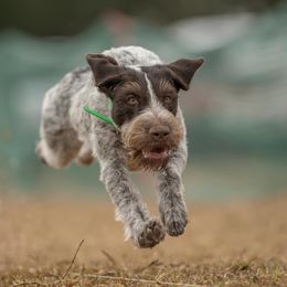 Mercy - German Wirehaired Pointer