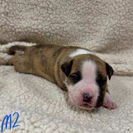 Boy 2 - Red brindle male American Pit Bull Terrier puppy in Nine Mile Falls, Washington from Bartin Kennels