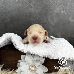 Jean Grey - White female Companion Cross puppy in Utah County, Utah from Big Hearted Breeders