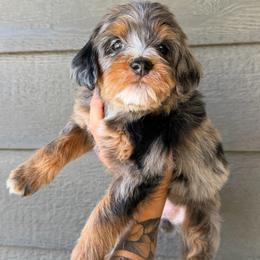 Sol - Blue merle female Bernedoodle puppy in Horseshoe Bend, Idaho from Over the Moon Poodles and Doodles