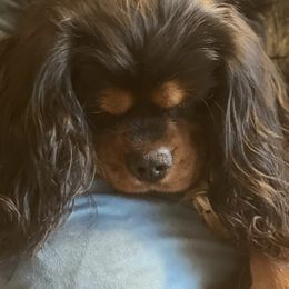 khan - Cavalier King Charles Spaniel
