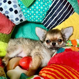 Leon - Black sabled fawn male Chihuahua puppy in Allentown, Pennsylvania from Tsunami Cockers & Chihuahuas