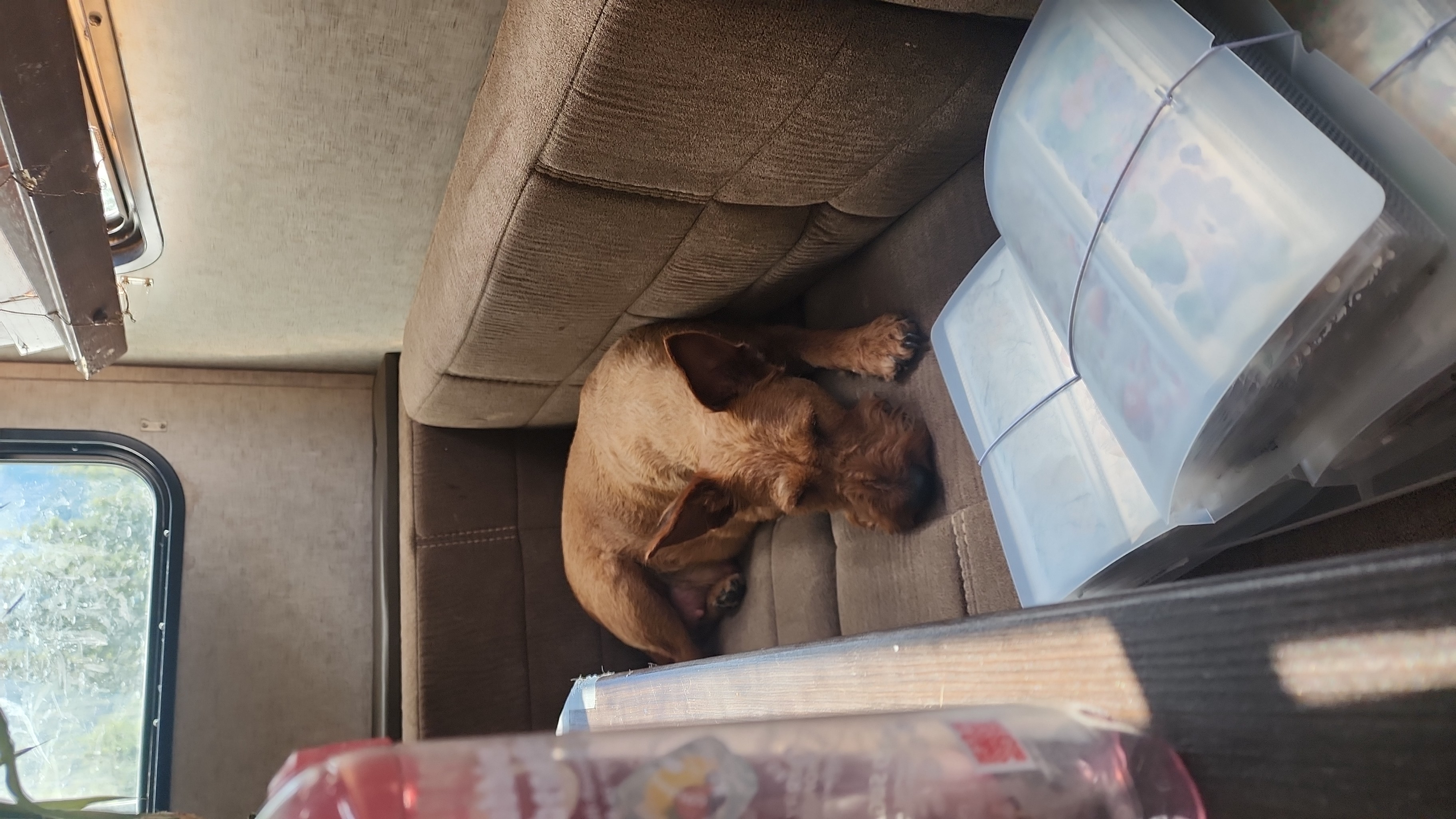Irish Terriers from Jackman's Puppies