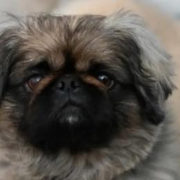 Pekingese from Megan Day