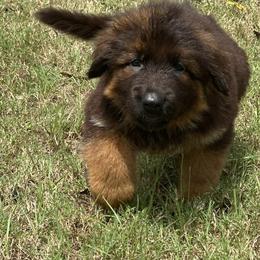 German Shepherd Puppies from Maximum Security GSD