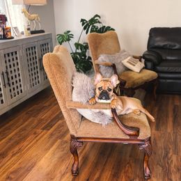 French Bulldog Puppies from Von Bales French Bulldogs