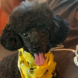 DollyBelle - Poodle