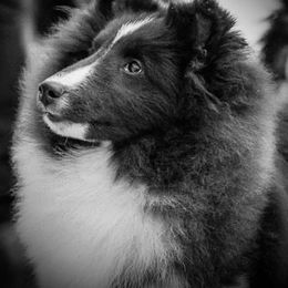 Shetland Sheepdog All Grown Up from Pat's Shetland Sheepdogs