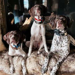German Shorthaired Pointers from Poso Creek GSPs