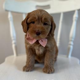 Breezy - Caramel female Australian Labradoodle puppy in Belding, Michigan from Rutu Australian Labradoodles