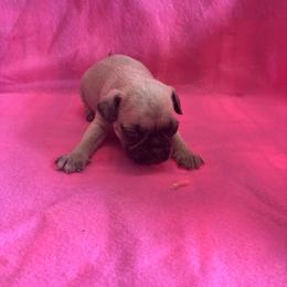 Girl 1 - Fawn female Pug puppy in Brooksville, Florida from Windsorsprings