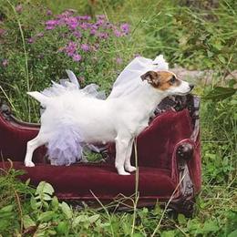Russell Terriers from Hopper Hollow Farm