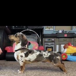Bo - Dachshund