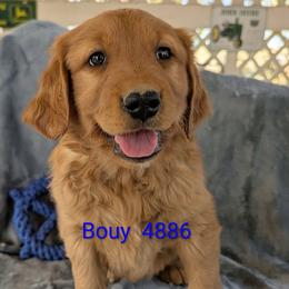 Buoy - Dark golden male Golden Retriever puppy in Parker, Colorado from Legacy Ranch Golden Retrievers