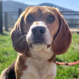 Arwen - Beagle