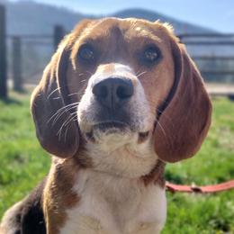 Arwen - Beagle
