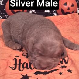 Elliot - Silver male Dilute Retriever puppy in Madras, Oregon from GT Labradors