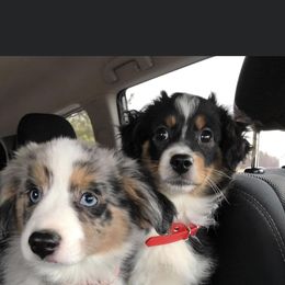 Aussiedoodle and Miniature Australian Shepherd Puppies from Craven’s Creakin’ Cedars Company
