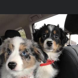 Aussiedoodle and Miniature Australian Shepherd Puppies from Craven’s Creakin’ Cedars Company
