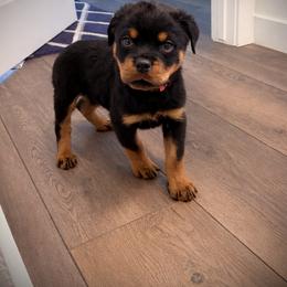 Bronx - Black and mahogany male Rottweiler puppy in Parker, Colorado from Denver Rottweilers