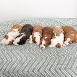 Bernedoodle puppies from Wonderful World Doodles