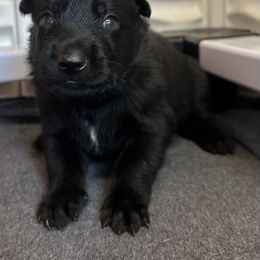 Green - Black sable male Belgian Malinois puppy in Ellerbe, North Carolina from Grand Prix Kennel