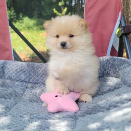 Deedee - Cream female Pomeranian puppy in Linwood, North Carolina from MJ's Pomeranians