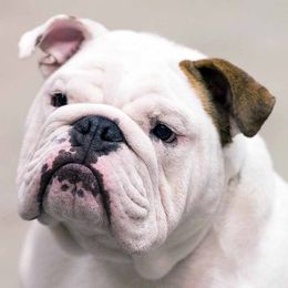 Bulldogs from Colorado Bulldogs