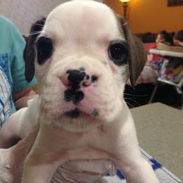 Boxer Puppies from Aleman Boxers