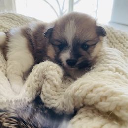 Teddy - Red parti male Pomeranian puppy in Tucson, Arizona from Kristy's Pomeranians