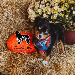 Miniature Australian Shepherd and Toy Australian Shepherd Puppies from Fireside Toy & Mini Aussies