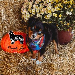 Miniature Australian Shepherd and Toy Australian Shepherd Puppies from Fireside Toy & Mini Aussies