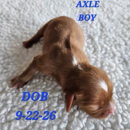AKC AXLE - Ruby male Cavalier King Charles Spaniel puppy in Joplin, Missouri, Missouri from HOL-A-DA CAVALIERS