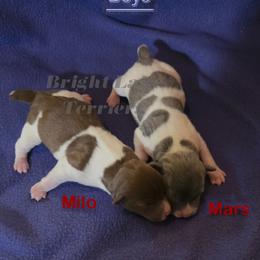 Mars - White and blue male Teddy Roosevelt Terrier puppy in Milaca, Minnesota from Bright Lake Terriers