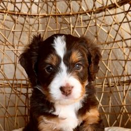 Comet - Brown and white female Bernedoodle puppy in Pueblo, Colorado from Doodles of the Rockies