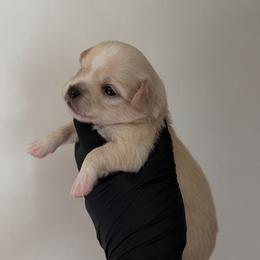 Lucas - Cream and white male Chihuahua puppy in Knowlton Township, New Jersey from Augenblick Kennels