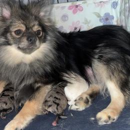 Pomeranian puppies from That Pom Haus